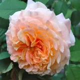 Nosztalgia rózsa - sárga - intenzív illatú rózsa - méz aromájú - Rosa Jef l'Artiste - Online rózsa rendelés