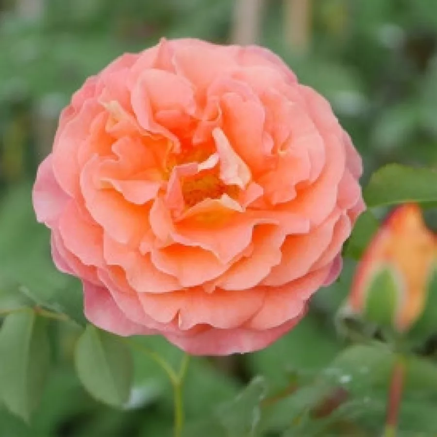 Amarillo - Rosa - Jef l'Artiste - Comprar rosales online