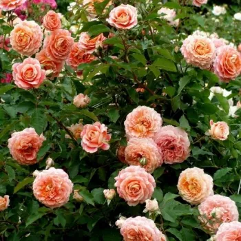 Sárga - rózsaszín árnyalat - nosztalgia rózsa - intenzív illatú rózsa - méz aromájú
