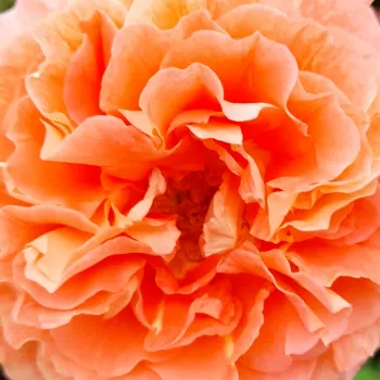 Pedir rosales - rosales nostalgicos - amarillo - rosa de fragancia intensa - miel - Jef l'Artiste - (100-120 cm)