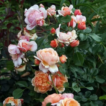 Rosa Jef l'Artiste - sárga - csokros virágú - magastörzsű rózsafa