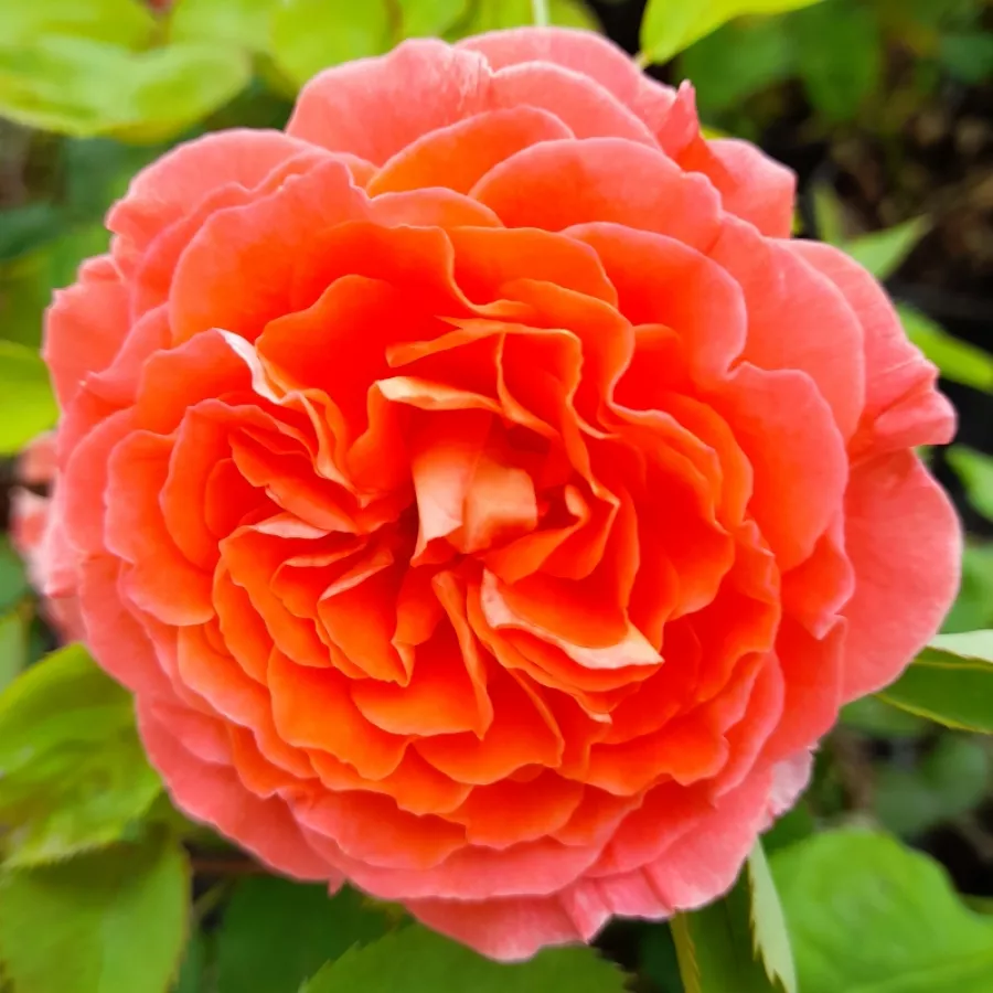 Intenziven vonj vrtnice - Roza - Jef l'Artiste - vrtnice online