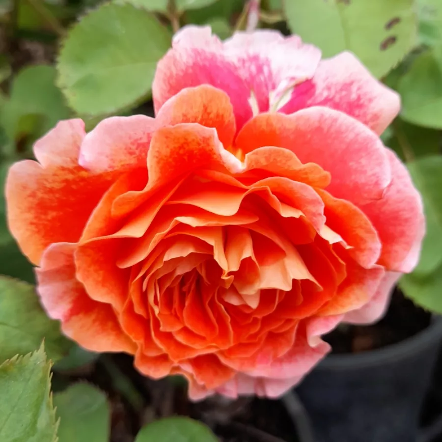 Nostalgična vrtnica - Roza - Jef l'Artiste - vrtnice - proizvodnja in spletna prodaja sadik