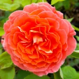 Rosales nostalgicos - amarillo - Rosa Jef l'Artiste - rosa de fragancia intensa - miel