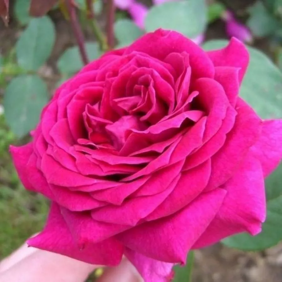 Hibridna čajevka - Ruža - Domaine Dittière - sadnice ruža - proizvodnja i prodaja sadnica