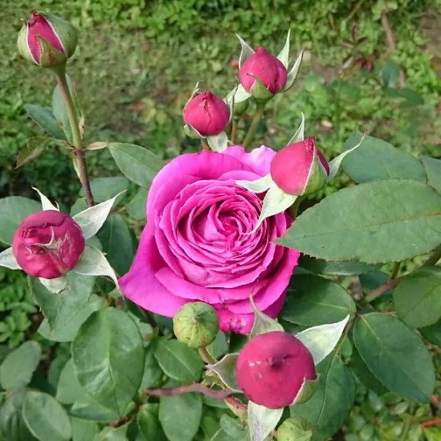Rosa de fragancia intensa - Rosa - Domaine Dittière - comprar rosales online
