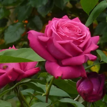 Dunkelrot - violett farbton - edelrosen - teehybriden - rose mit intensivem duft - süßes aroma