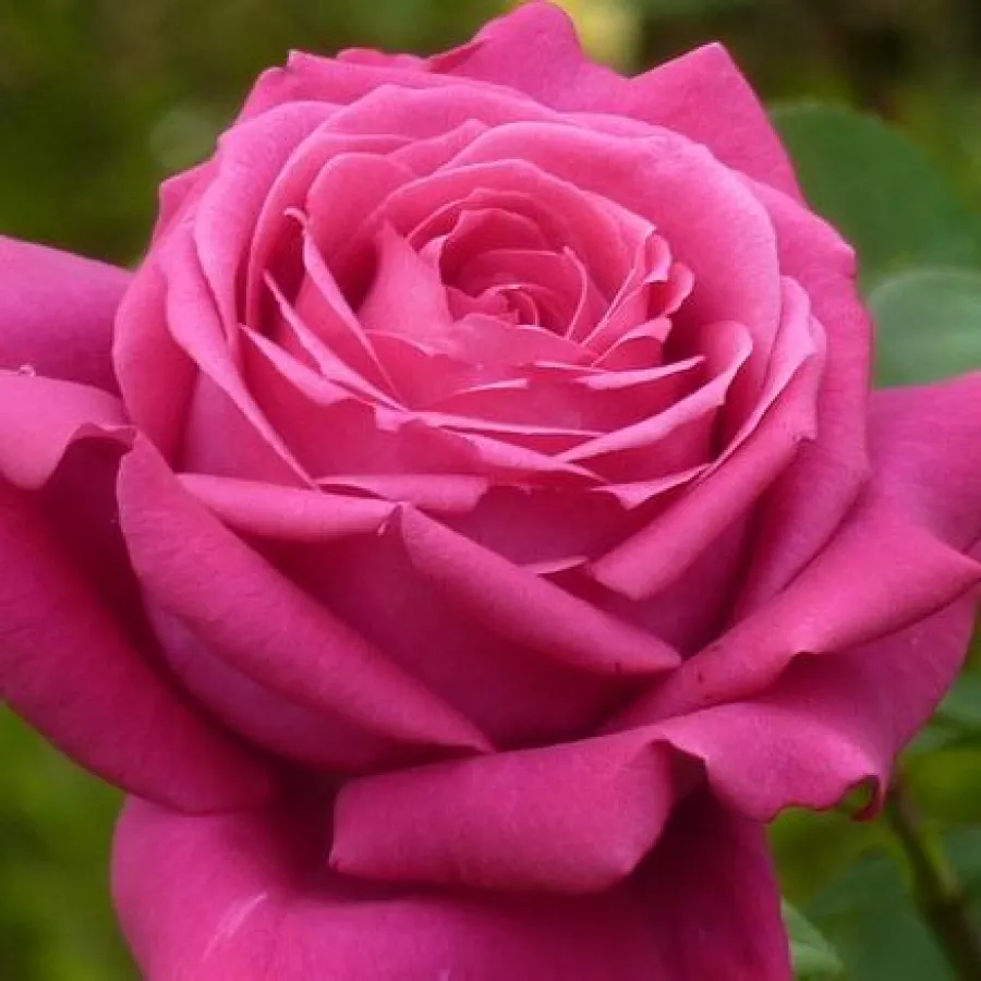 Csúcsos - Rózsa - Domaine Dittière - online rózsa vásárlás