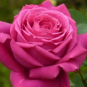 Rosen-webshop - edelrosen - teehybriden - rose mit intensivem duft - süßes aroma - Domaine Dittière - dunkelrot - (90-100 cm)