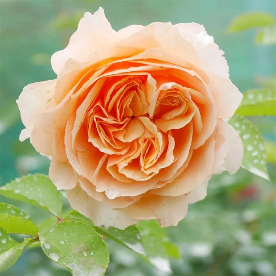 Orange - Rosen - Froufroutante Jackie - rosen online kaufen