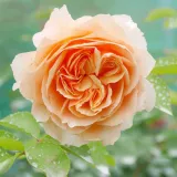 Róża nostalgiczna - róża o intensywnym zapachu - zapach fiołków - sadzonki róż sklep internetowy - online - Rosa Froufroutante Jackie - pomarańczowy