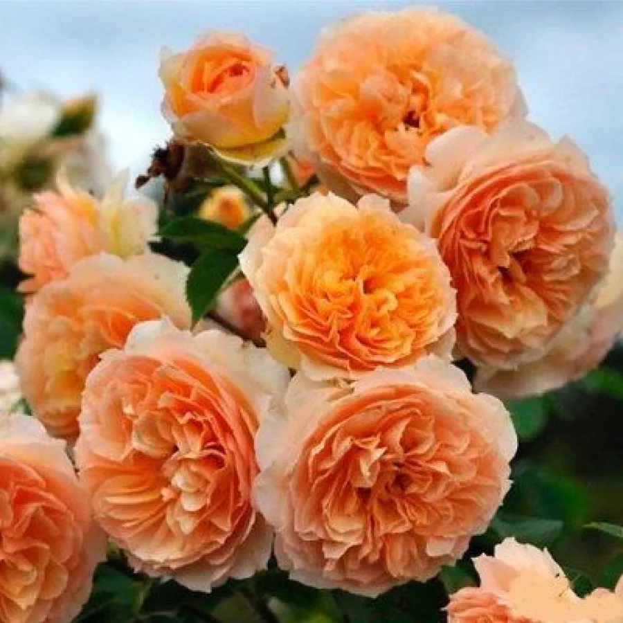 Nostalgische rose - Rosen - Froufroutante Jackie - rosen online kaufen
