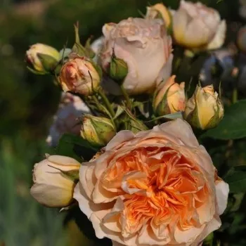 Rosa Froufroutante Jackie - naranja - rosales nostalgicos