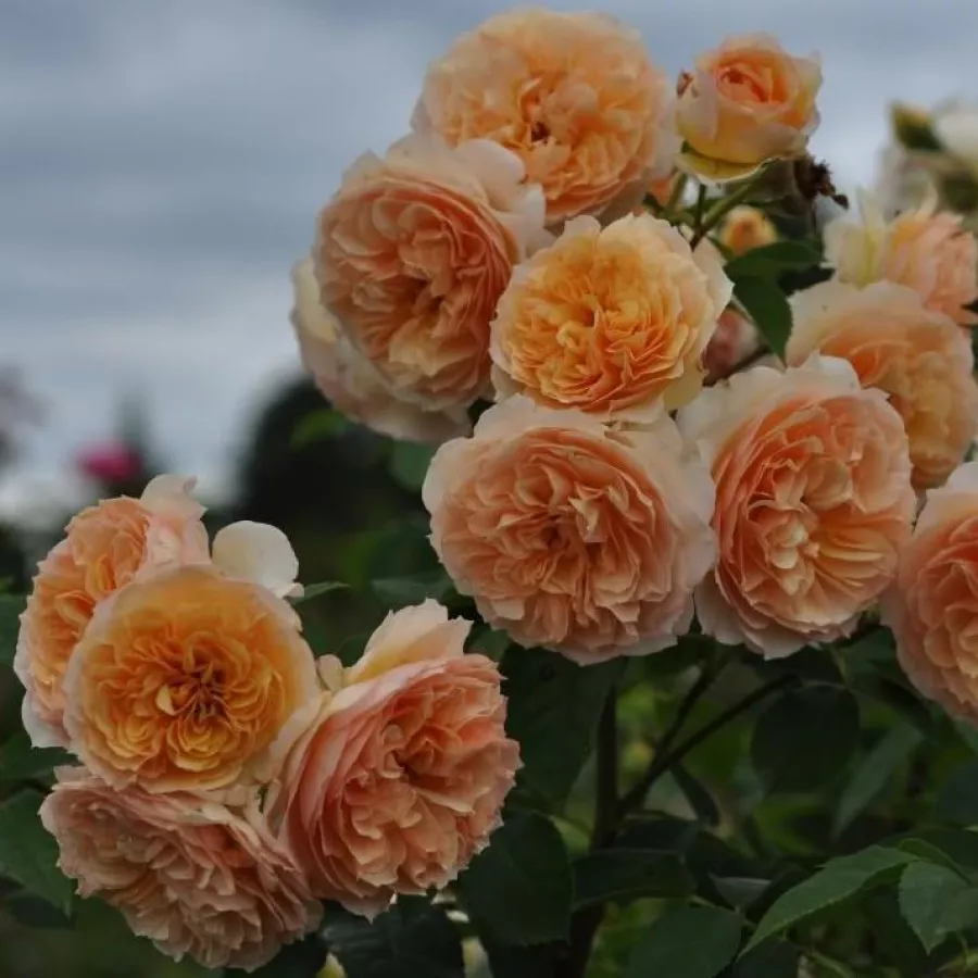 Tömvetelt virágú - Rózsa - Froufroutante Jackie - online rózsa vásárlás