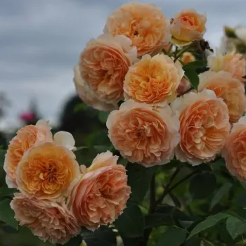 Jasnopomarańczowy - róża nostalgiczna - róża o intensywnym zapachu - zapach fiołków