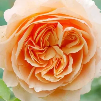 Rosen Online Gärtnerei - nostalgische rose - Froufroutante Jackie - orange - rose mit intensivem duft - violett-aroma - (170-200 cm)
