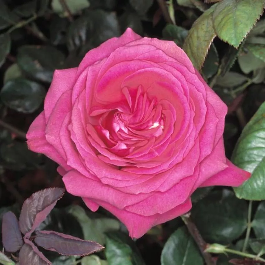 Fioletowy - Róża - Nuit d'Orient - róże sklep internetowy