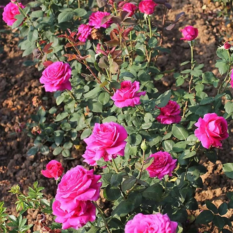 Hibridna čajevka - Ruža - Nuit d'Orient - sadnice ruža - proizvodnja i prodaja sadnica