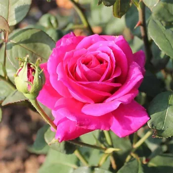 Rosa Nuit d'Orient - vijolična - vrtnice čajevke