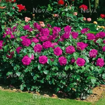 Lila - mályvaszínű árnyalat - teahibrid rózsa - intenzív illatú rózsa - ánizs aromájú
