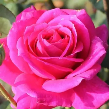 Kupnja ruža online - hibridna čajevka - ruža intenzivnog mirisa - aroma anisa - Nuit d'Orient - ljubičasta - (100-110 cm)