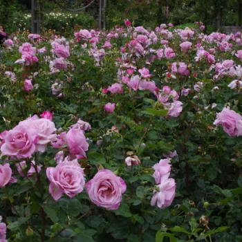 Pastellrosa mit feiner silbrig-lilaner Nuance. - teehybride rose - leicht, zurückhaltend duftende rose - leicht süßlicher Charakter