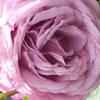Der rosen-webshop. - rosa - leicht, zurückhaltend duftende rose - Frystereo - teehybride rose - (80-110 cm)