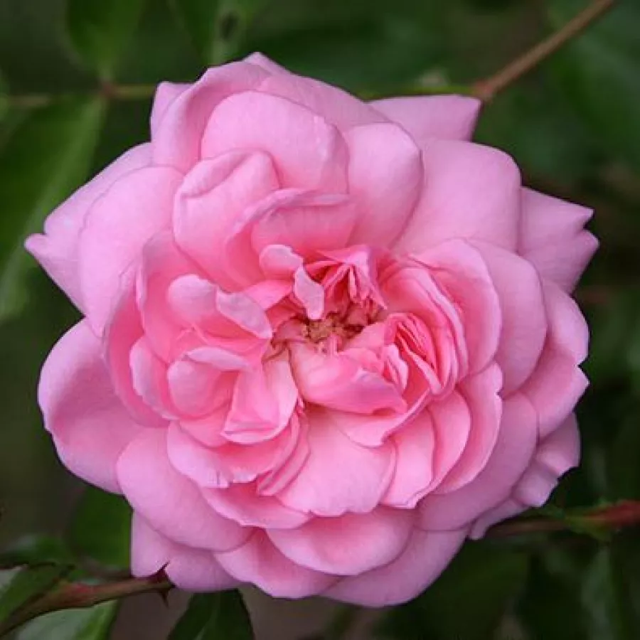 Różowy - Róża - Belle Coquette - róże sklep internetowy