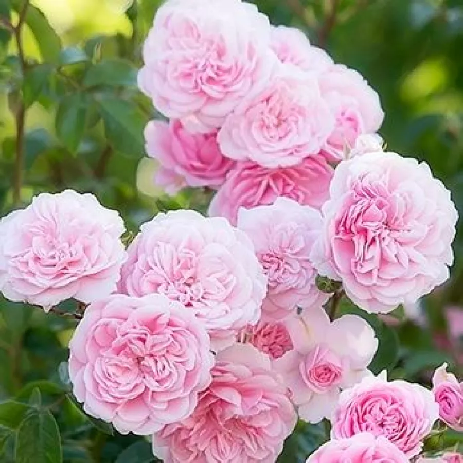 Vrtnica floribunda za cvetlično gredo - Roza - Belle Coquette - vrtnice online