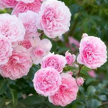 Rosa Belle Coquette - rosa - beetrose floribundarose