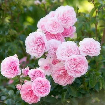 Rosa claro - rosales floribundas - rosa de fragancia discreta - pomelo