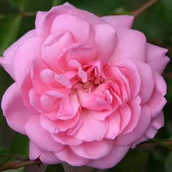 Nakup vrtnic na spletu - vrtnica floribunda za cvetlično gredo - diskreten vonj vrtnice - aroma grenivke - Belle Coquette - roza - (60-100 cm)