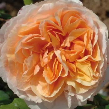 Rózsa kertészet - rózsaszín - nosztalgia rózsa - Kizuna - -- - -- - (80-100 cm)