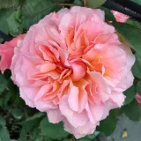 Rosales nostalgicos - rosa - -- - -- - Rosa Kizuna - Comprar rosales online