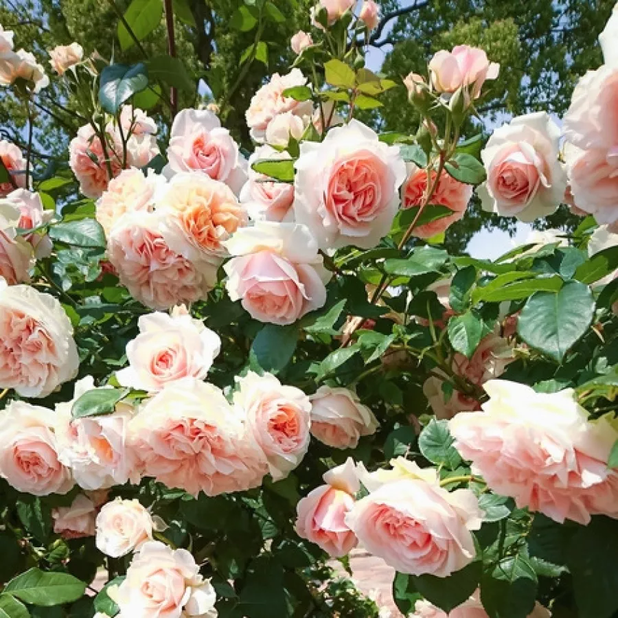 MASkizu - Rózsa - Kizuna - Online rózsa rendelés