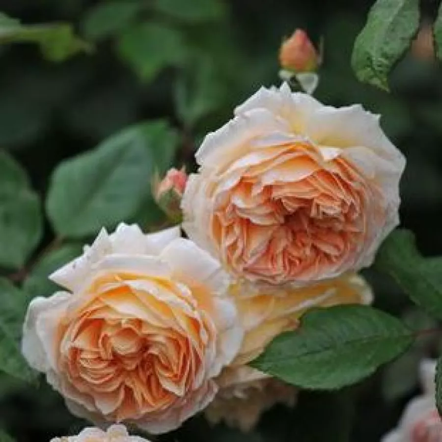 Angolrózsa virágú- magastörzsű rózsafa - Rózsa - Kizuna - Kertészeti webáruház