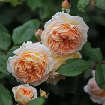Rosa melocotón  - árbol de rosas inglés- rosal de pie alto - - - -