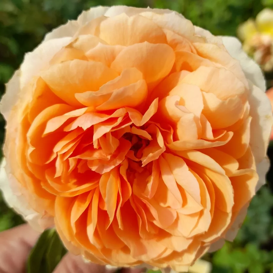 Umiarkowanie pachnąca róża - Róża - Kizuna - sadzonki róż sklep internetowy - online