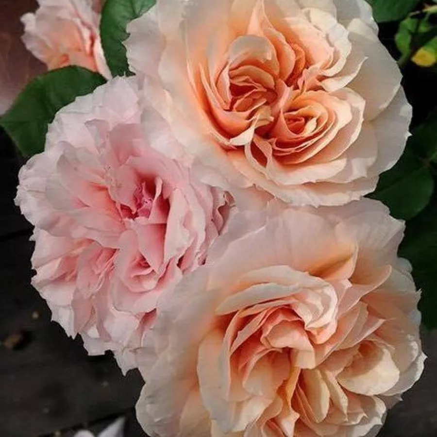 Nostalgična vrtnica - Roza - Kizuna - vrtnice - proizvodnja in spletna prodaja sadik