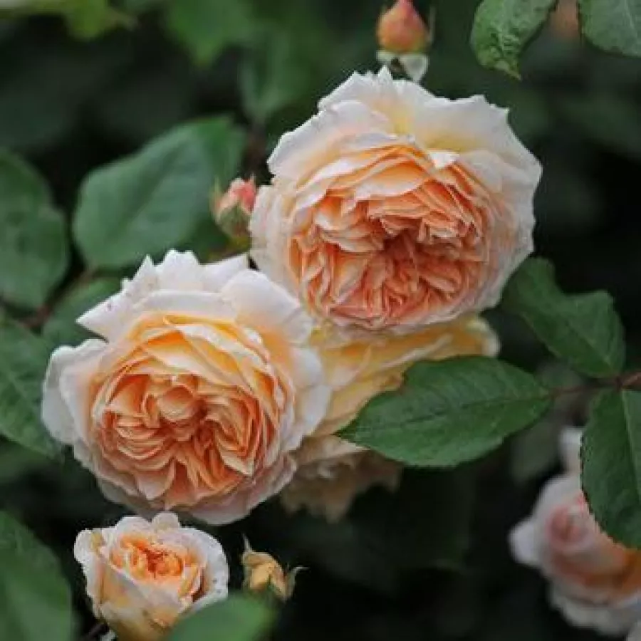 ROMANTIČNE VRTNICE - Roza - Kizuna - vrtnice - proizvodnja in spletna prodaja sadik