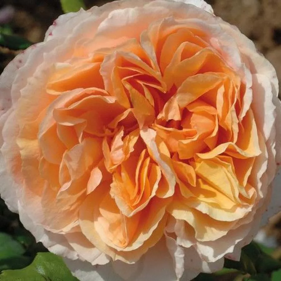 Dominique Massad - Roza - Kizuna - vrtnice online