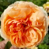 Rosales nostalgicos - rosa - Rosa Kizuna - -- - --
