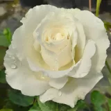 Edelrosen - teehybriden - rose mit intensivem duft - vanillenaroma - rosen onlineversand - Rosa Sir Frederick Ashton - weiß