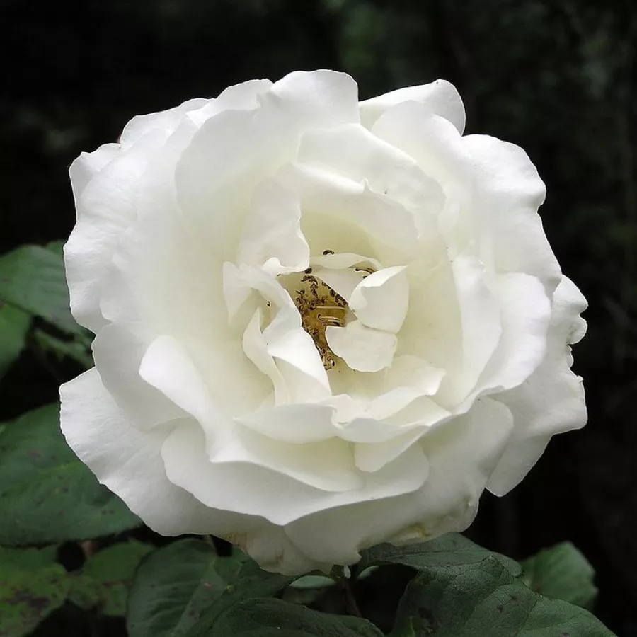 Hibridna čajevka - Ruža - Sir Frederick Ashton - naručivanje i isporuka ruža