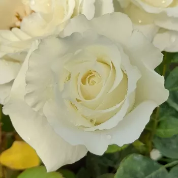 Rosa Sir Frederick Ashton - biały - hybrydowa róża herbaciana