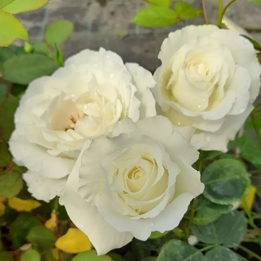 Tömvetelt virágú - Rózsa - Sir Frederick Ashton - online rózsa vásárlás