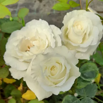 Biały - hybrydowa róża herbaciana - róża o intensywnym zapachu - zapach waniliowy