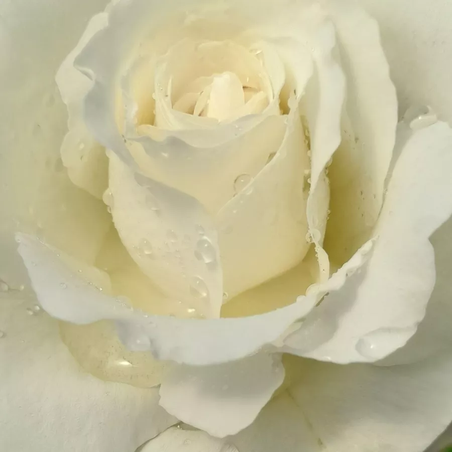 Peter Beales - Roza - Sir Frederick Ashton - vrtnice online