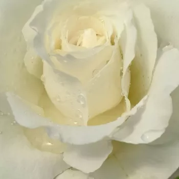 Narudžba ruža - bijela - hibridna čajevka - ruža intenzivnog mirisa - aroma vanijlije - Sir Frederick Ashton - (120-130 cm)