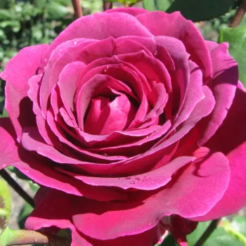 Online rózsa kertészet - mályva lila - rendkívül erős, szobát betöltő illatú rózsa - Big Purple - teahibrid rózsa - (130-170 cm)